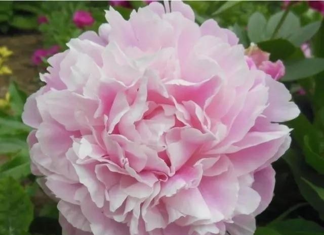 芍药花开季节花香四溢,芍药花开鸟语花香