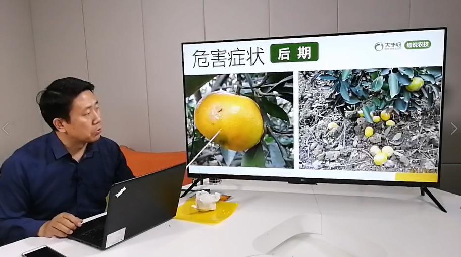 果树幼果防治,大实话果业谈果实蝇防治