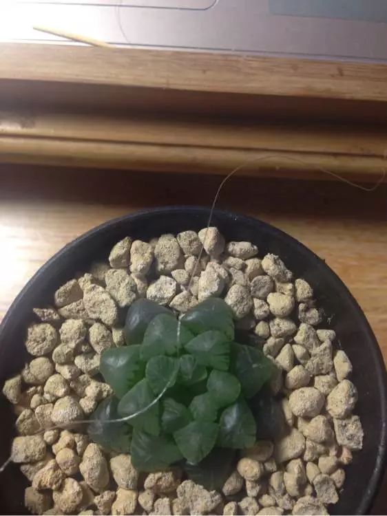 玉露徒长了如何解决,玉露徒长叶子细长干瘪还能恢复吗