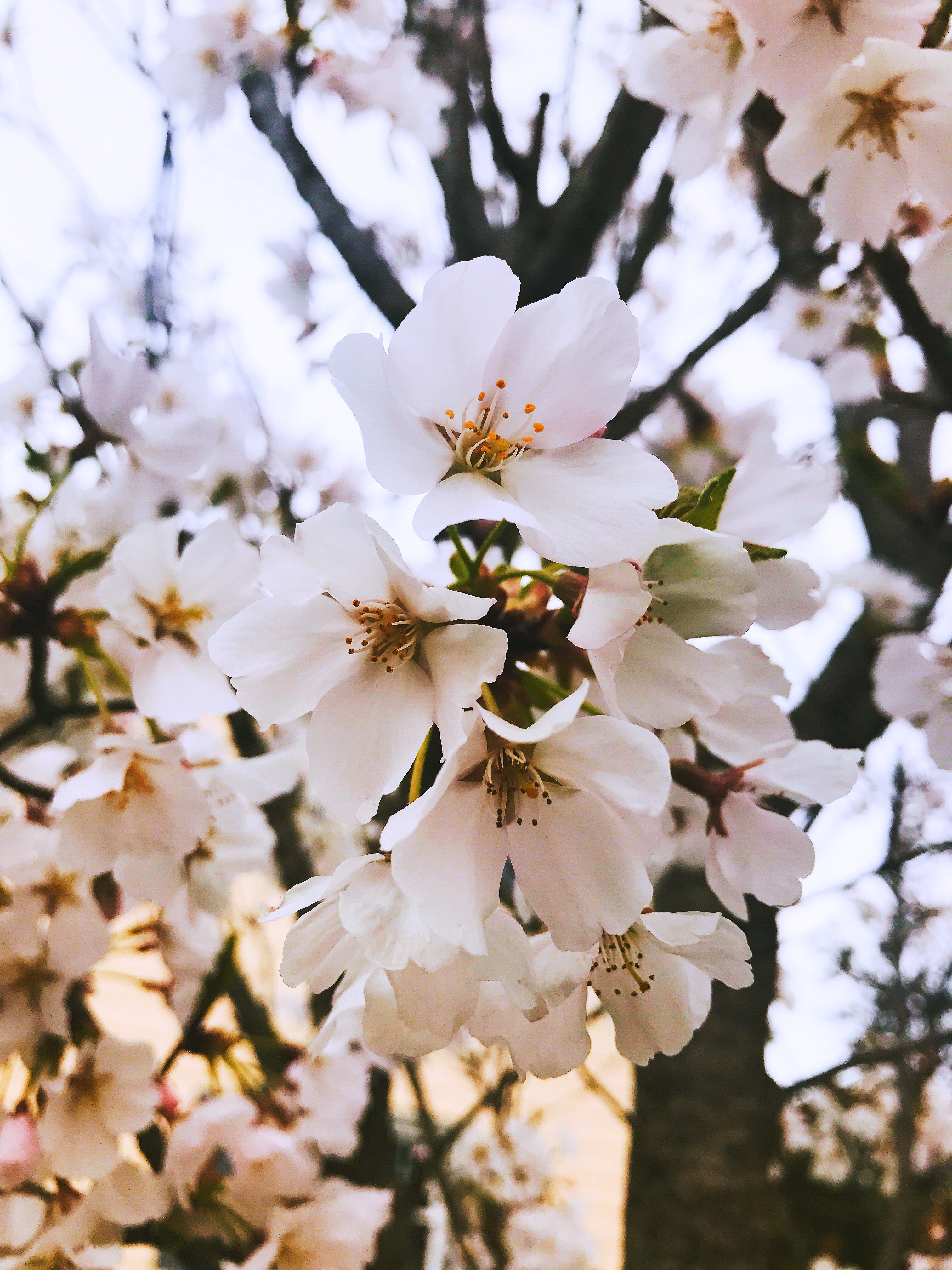 美国互惠生到底该不该去？如何说服父母同意自己参加这个项目？