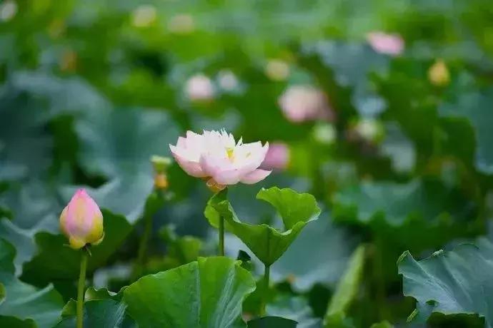 中国著名赏荷胜地,中国最著名的十大赏荷地