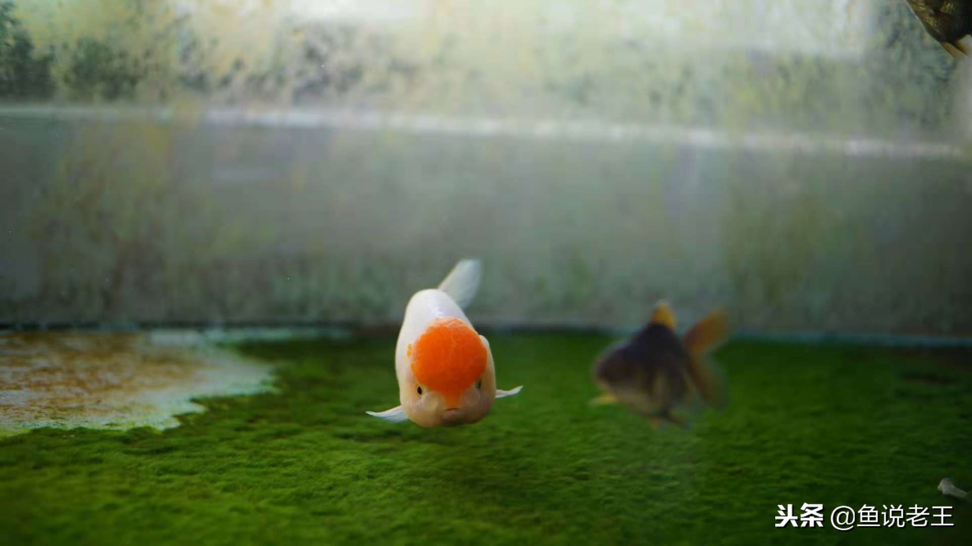 长时间不换水鱼会死吗,长时间不换水鱼会得什么病