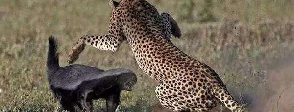 蜜獾厉害还是平头哥更厉害,平头哥蜜獾到底有多强大