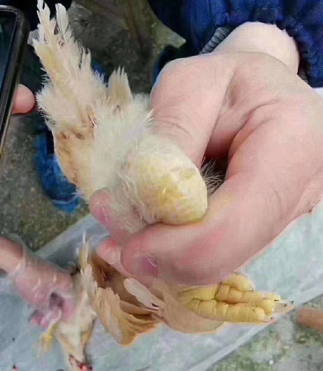 由支原体感染引起的咳嗽怎么治,呼吸道支原体怎么能彻底治好