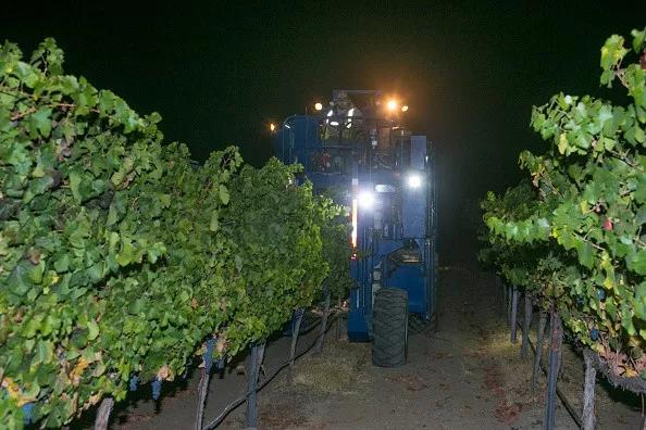 法国干红葡萄酒酿造过程,葡萄酒酿造过程