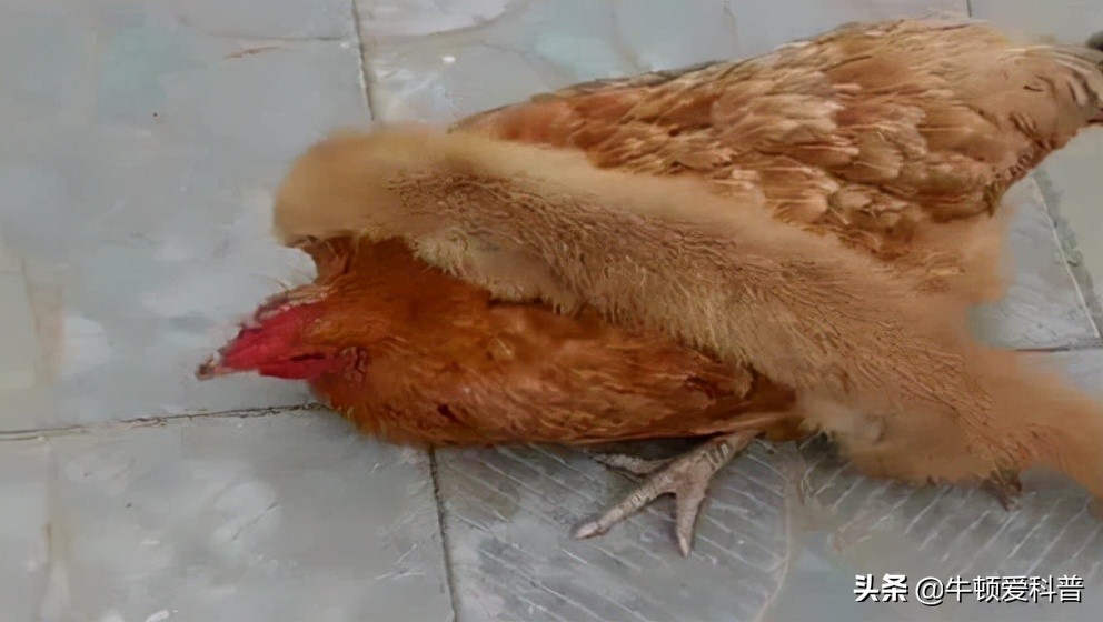 38只黄鼠狼被猎杀案件,捕杀黄鼠狼是什么样的后果