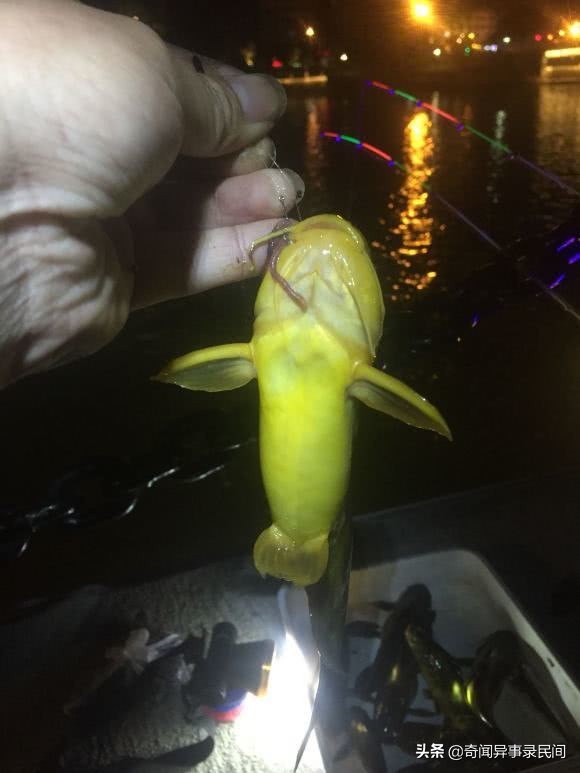 黄颡鱼泛滥,浙江黄颡鱼