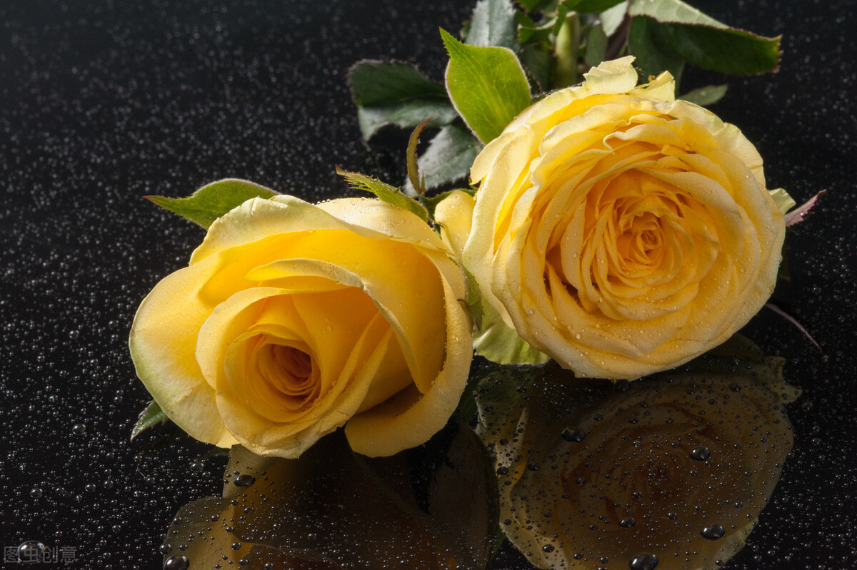 生日鲜花用哪几种花,代表友谊长存和生日快乐花语的花