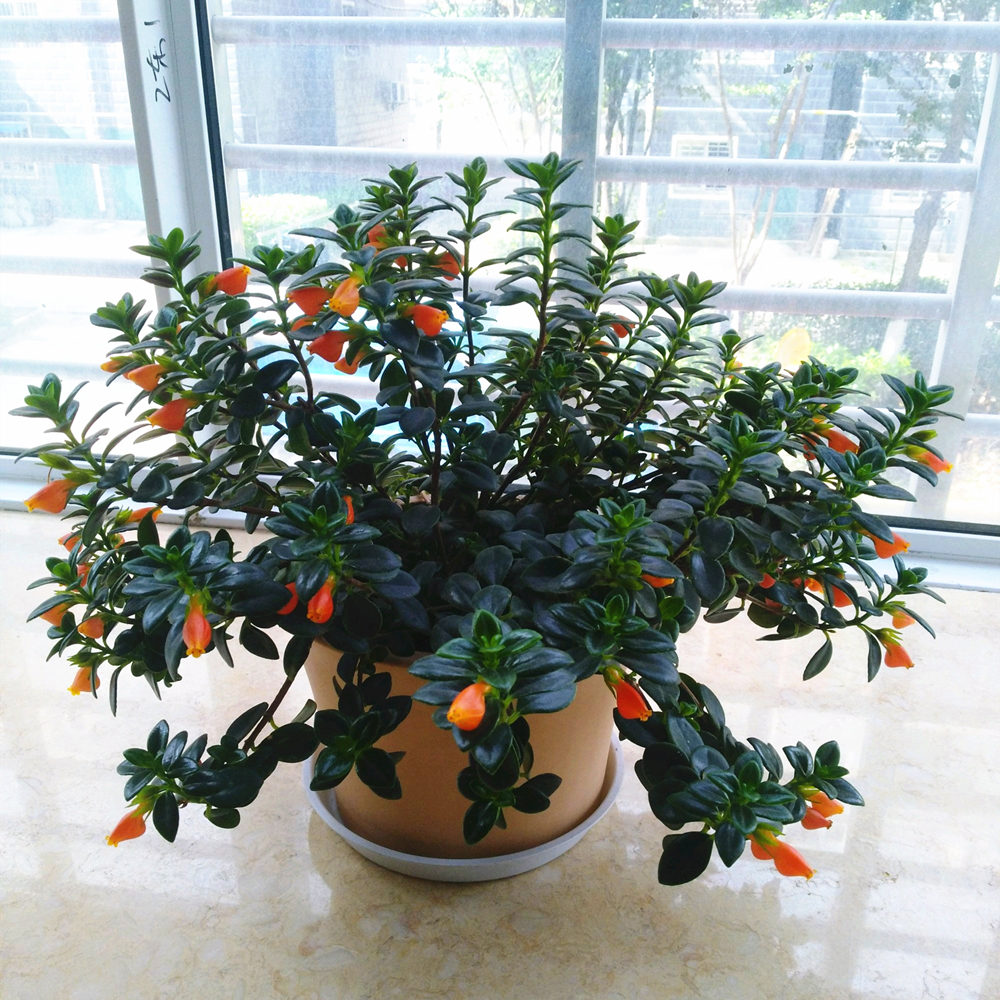 金鱼吊兰经过砍头处理后期怎么养,金鱼吊兰水养怎么长得快