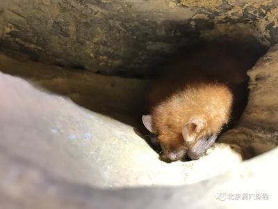 蝙蝠都吃什么水果,蝙蝠捕鱼