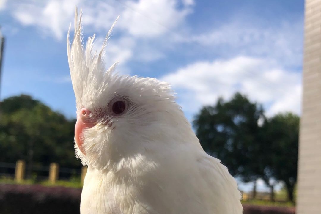 玄凤鹦鹉刚出生怎么辨别品种,玄凤鹦鹉有多少个品种