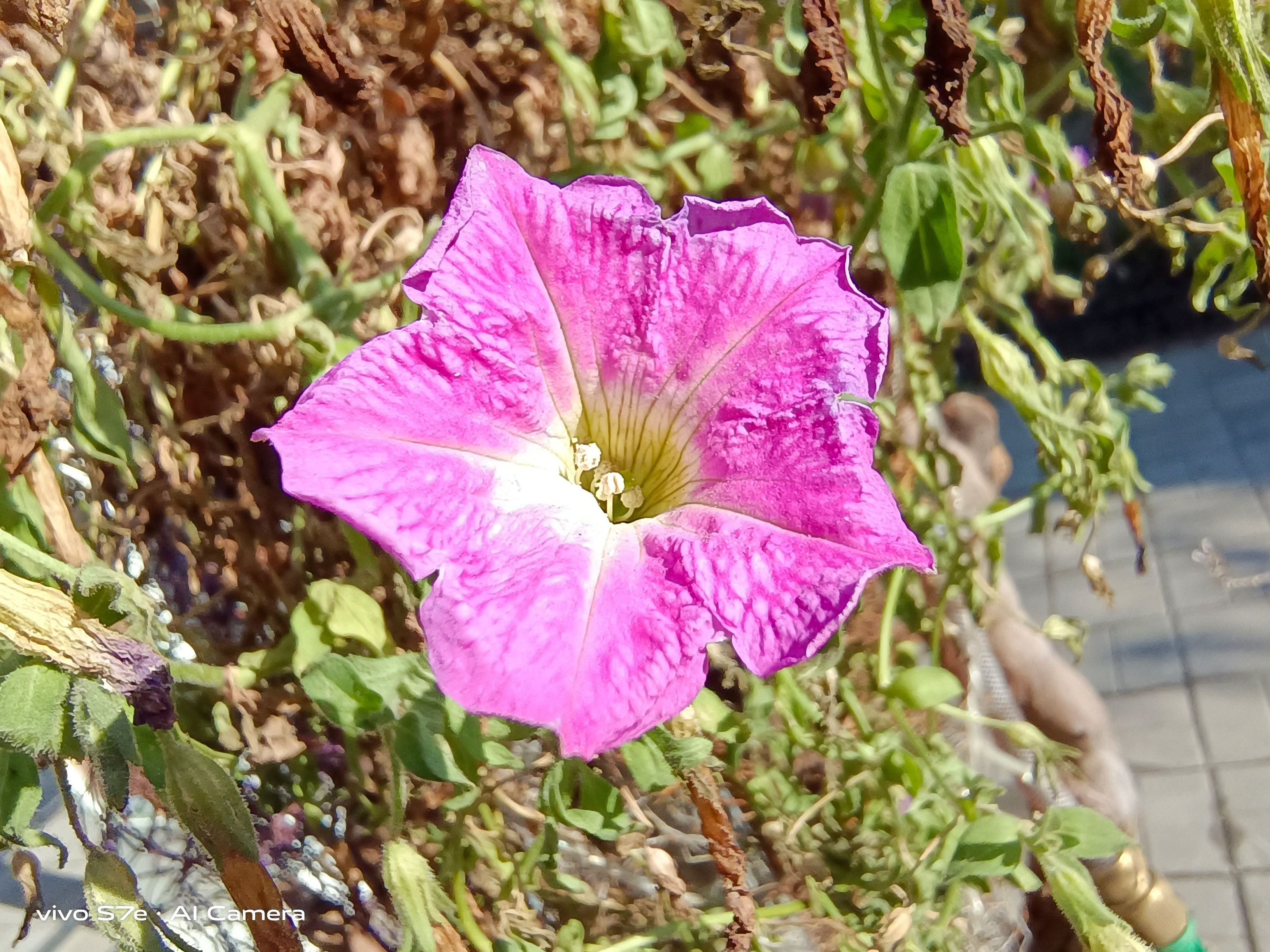 vivos7e有视频美颜吗,vivos7e试玩