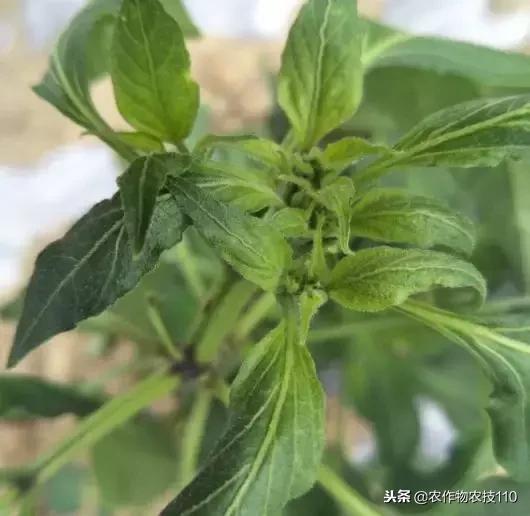 辣椒叶片生虫子了怎么办,辣椒苗上有白色小虫黏黏的