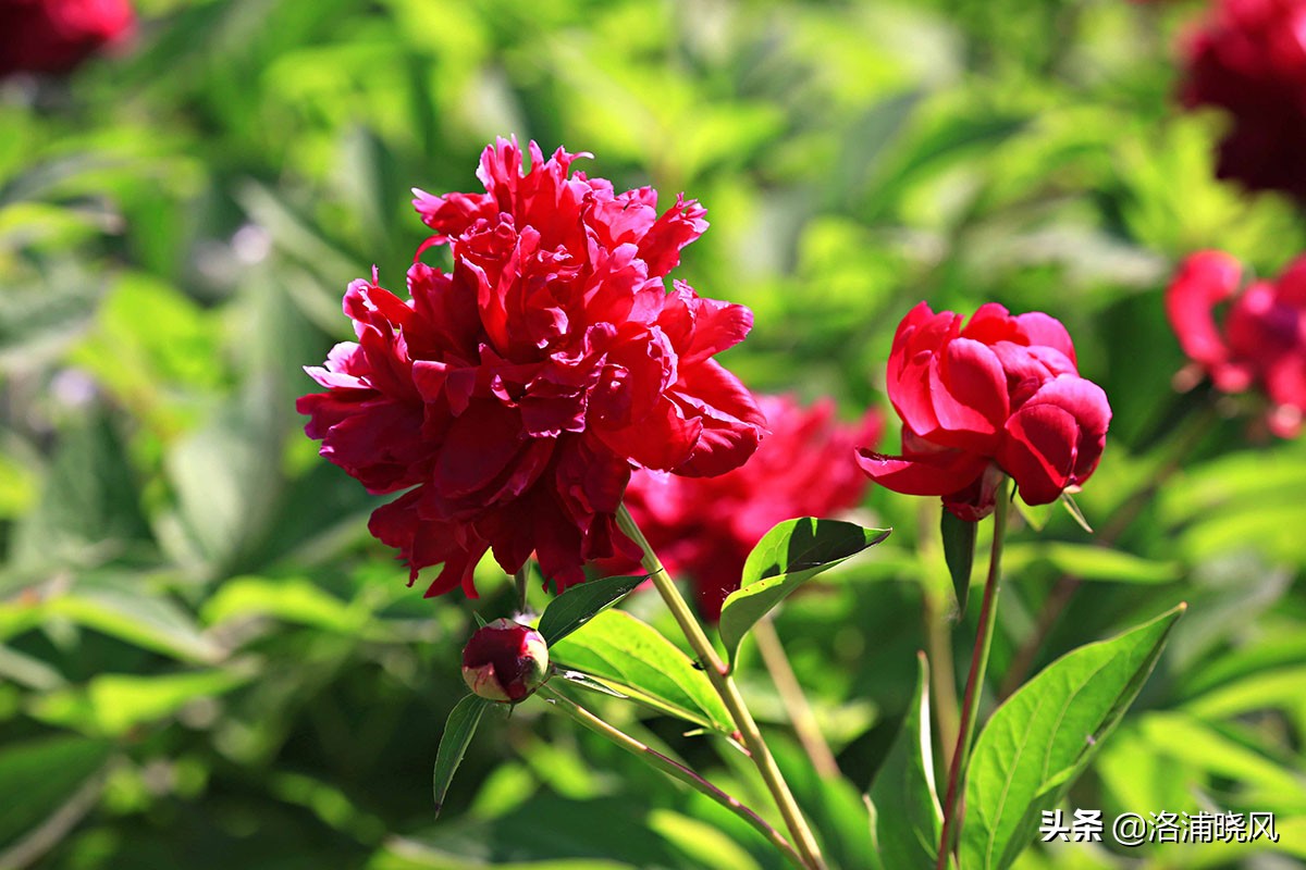 大院绿化的回忆——顺便看看院里的芍药定个究竟有多少种？
