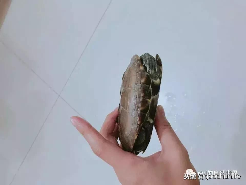 草龟难养,养草龟笔记