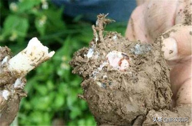 怎样种植魔芋高产,魔芋的种植技术是什么