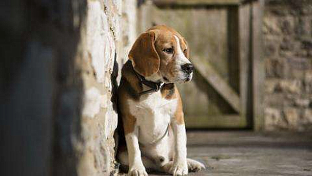 比格犬不适合新手养,拉布拉多和比格犬缺点