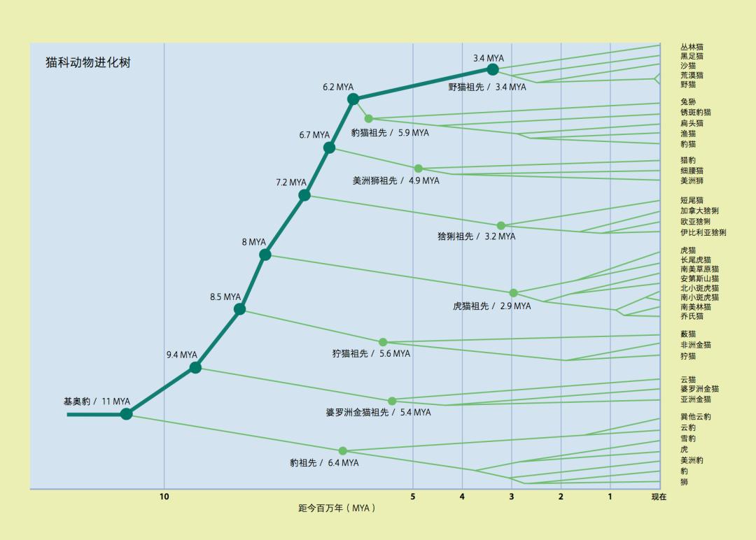 哪种猫最粘人最好养,哪种猫最温顺最粘人还比较便宜