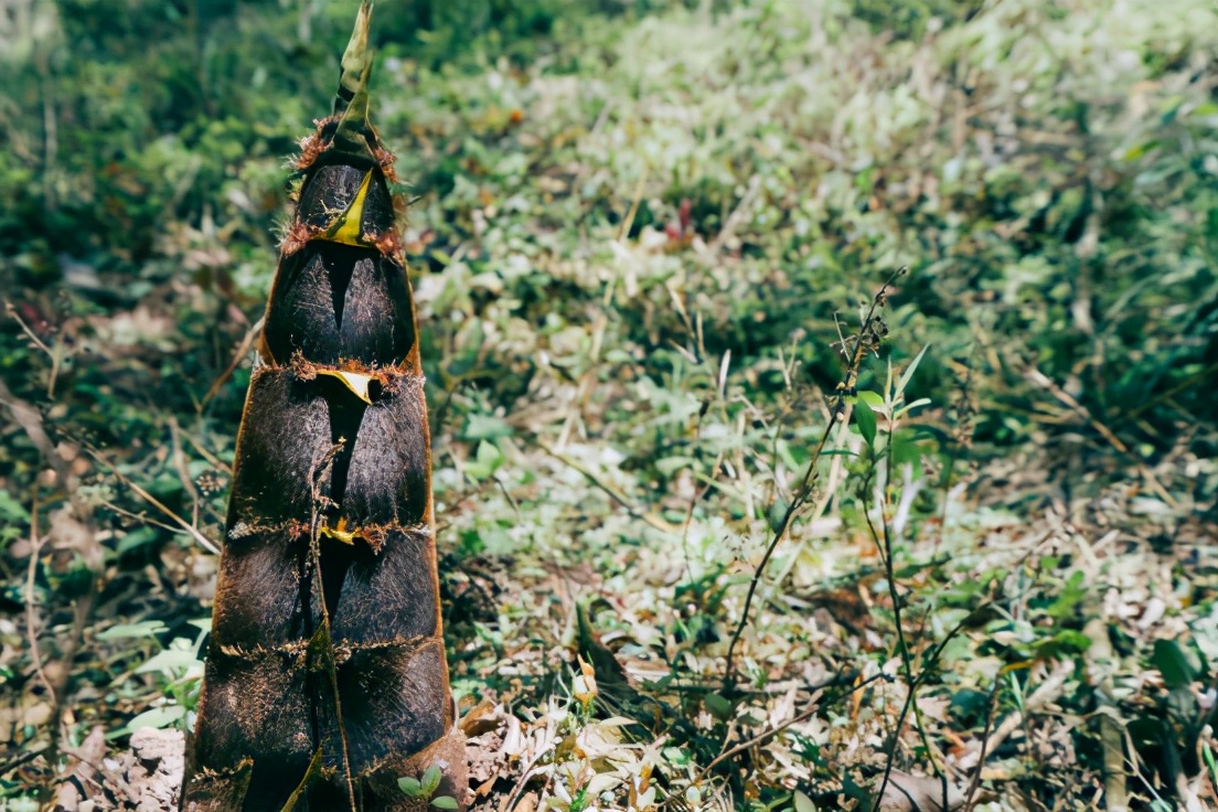商量岗内的这家酒店,四季气候适宜居住,住客宛若身处桃花源