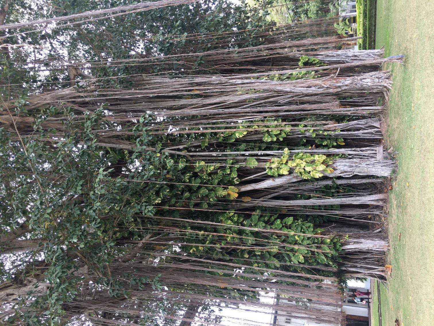 斯里兰卡旅游科伦坡进出,在斯里兰卡科伦坡亲身经历