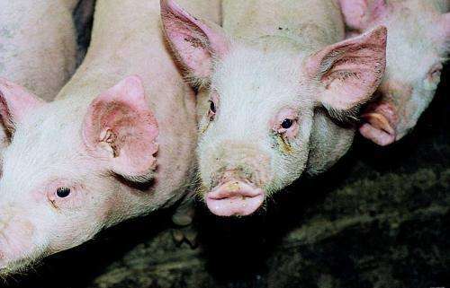 猪感冒打喷嚏的原因是什么,猪打喷嚏鼻塞用什么药治疗