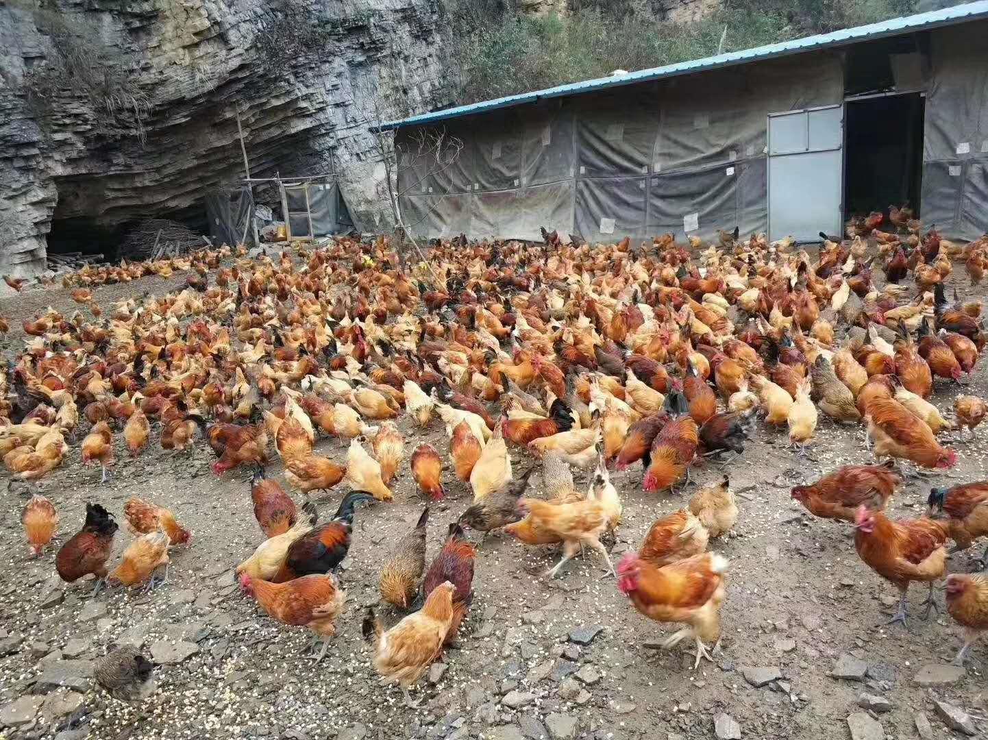 霉菌对养鸡有害,霉菌毒素对养殖的危害