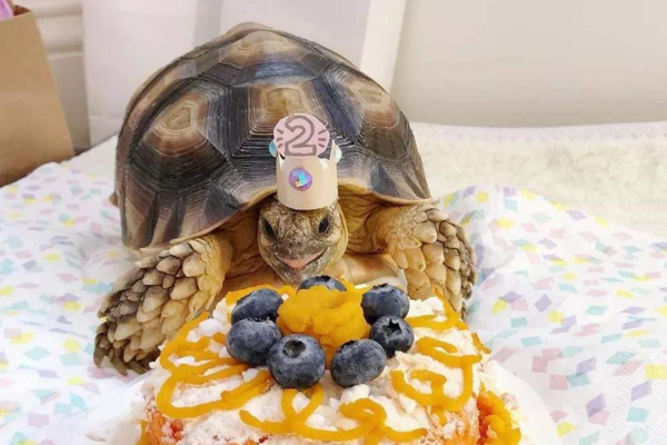 适合在城市里当宠物来养的乌龟,可以当宠物养的乌龟