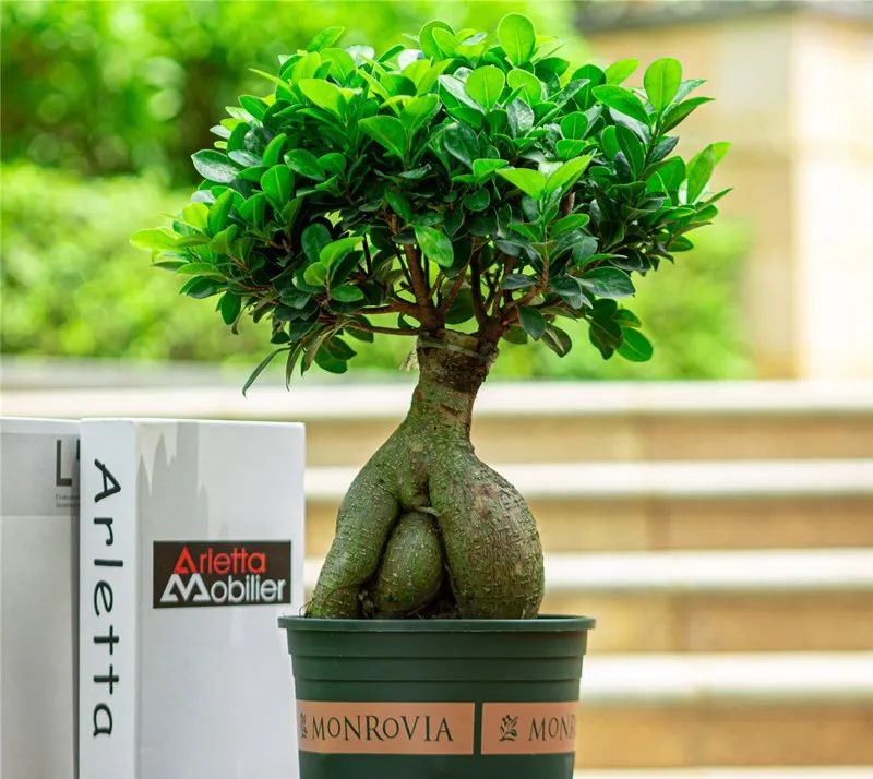 榕树大叶榕,高山榕大叶榕树怎么养殖