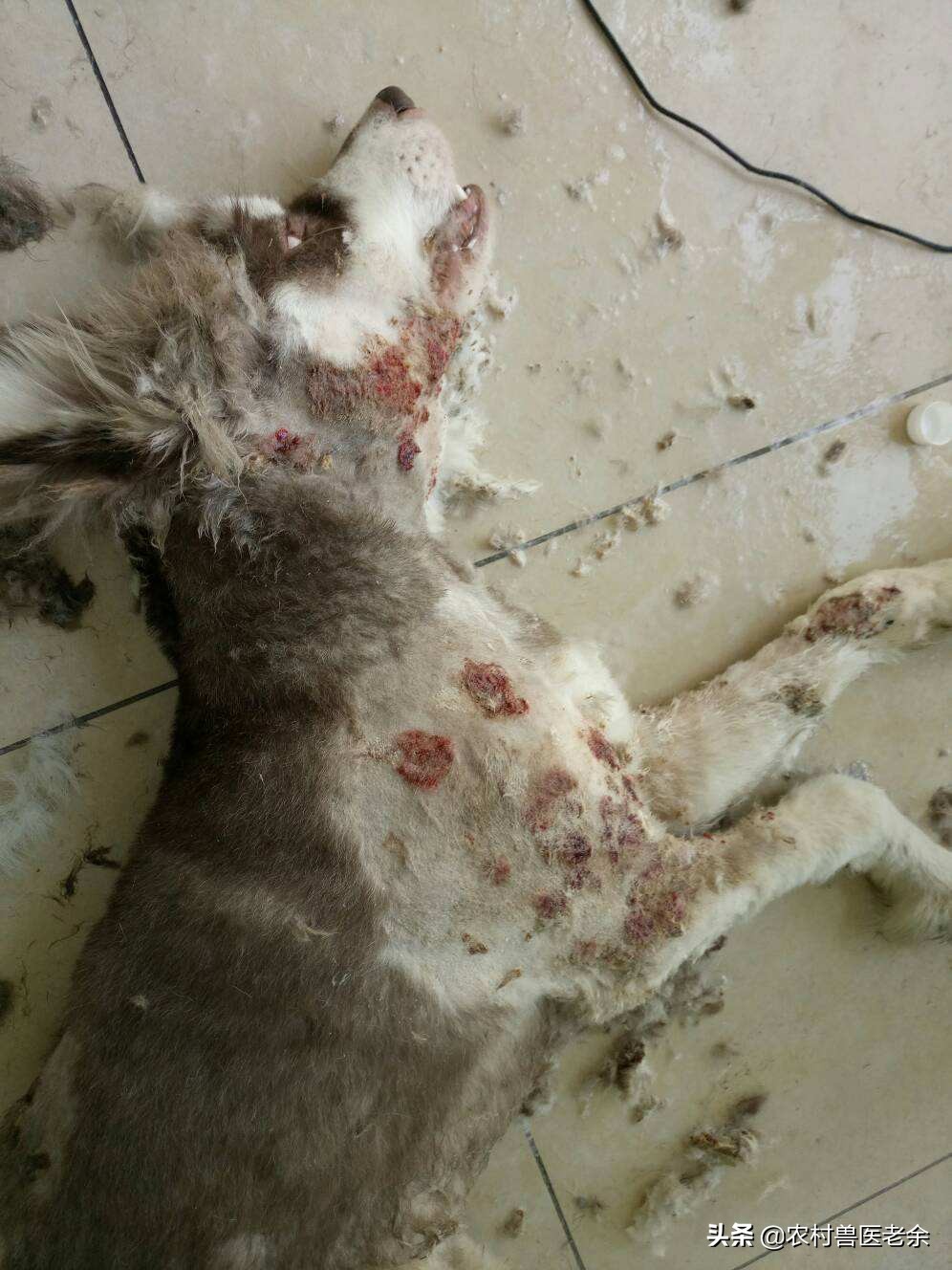 猫狗皮肤病怎么处置,宠物猫狗身上痒怎么办