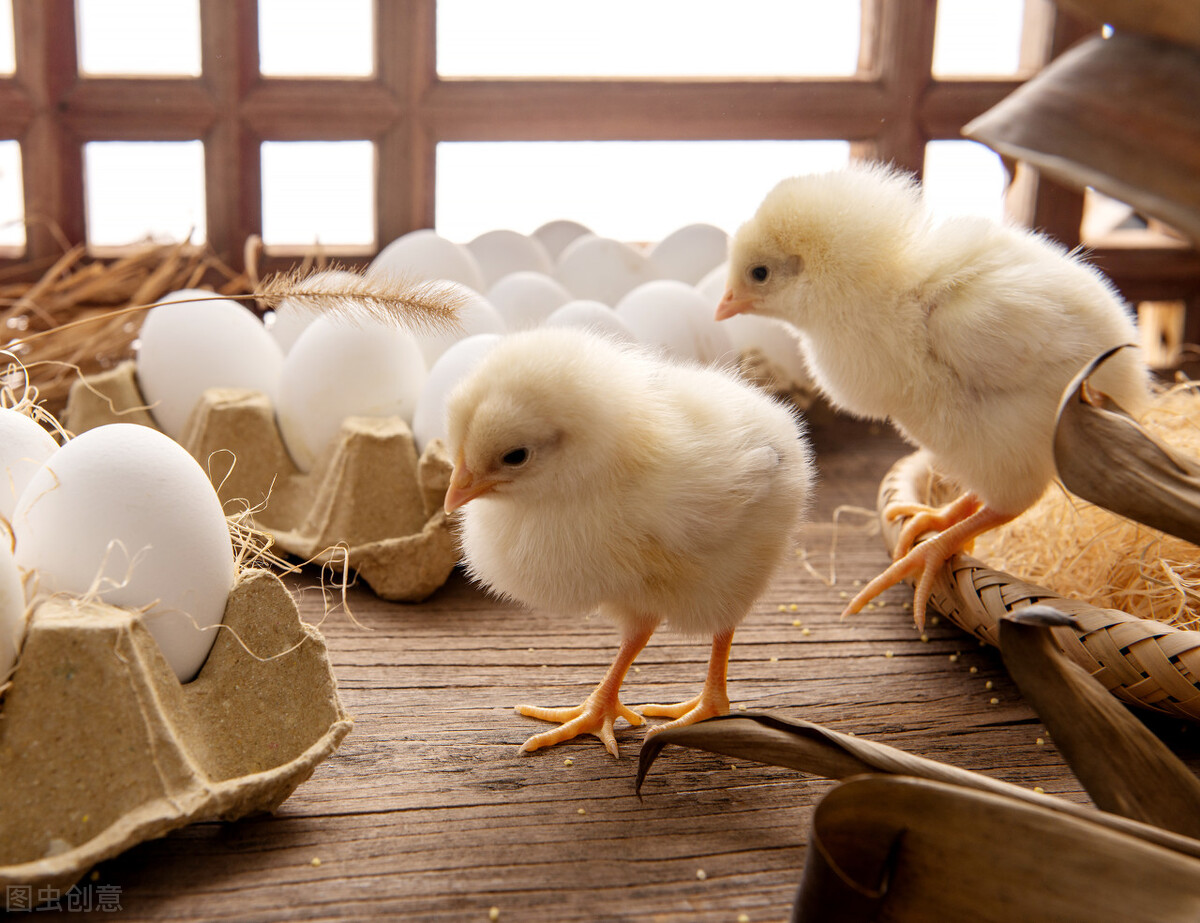 鸡腺肌胃炎发生原因及防治措施,腺肌胃炎的鸡的症状