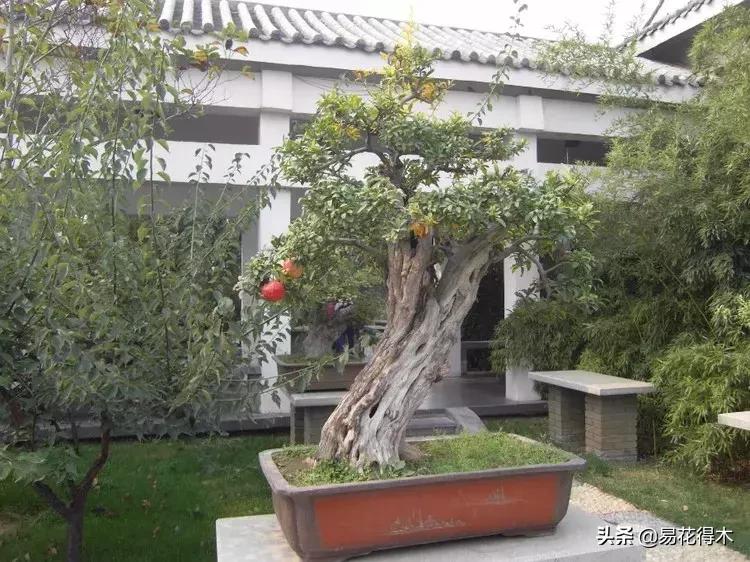 石榴盆景教程,石榴盆景养护小视频