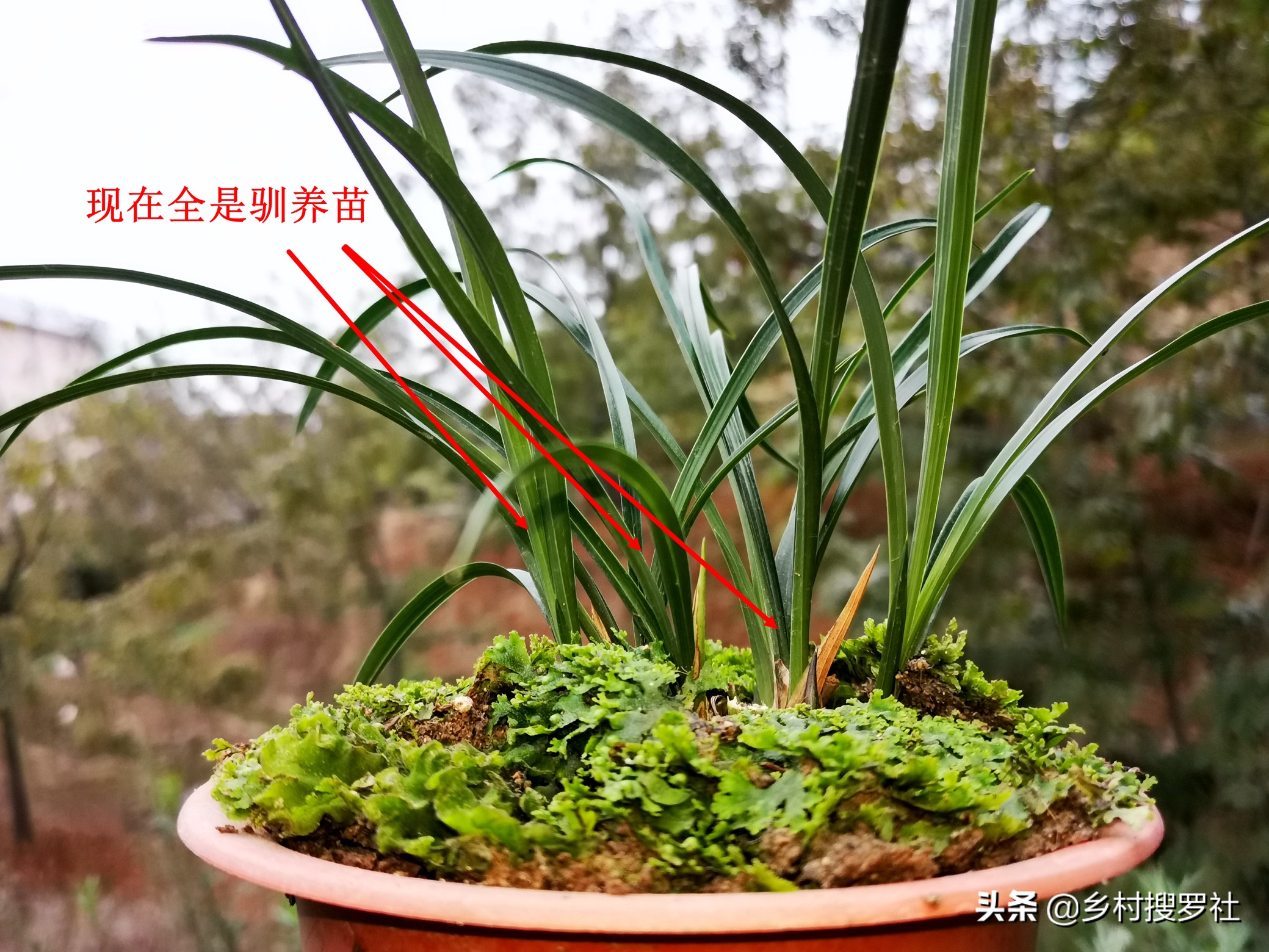 兰花的叶子全部剪了如何养殖,秋天兰花怎么分株视频