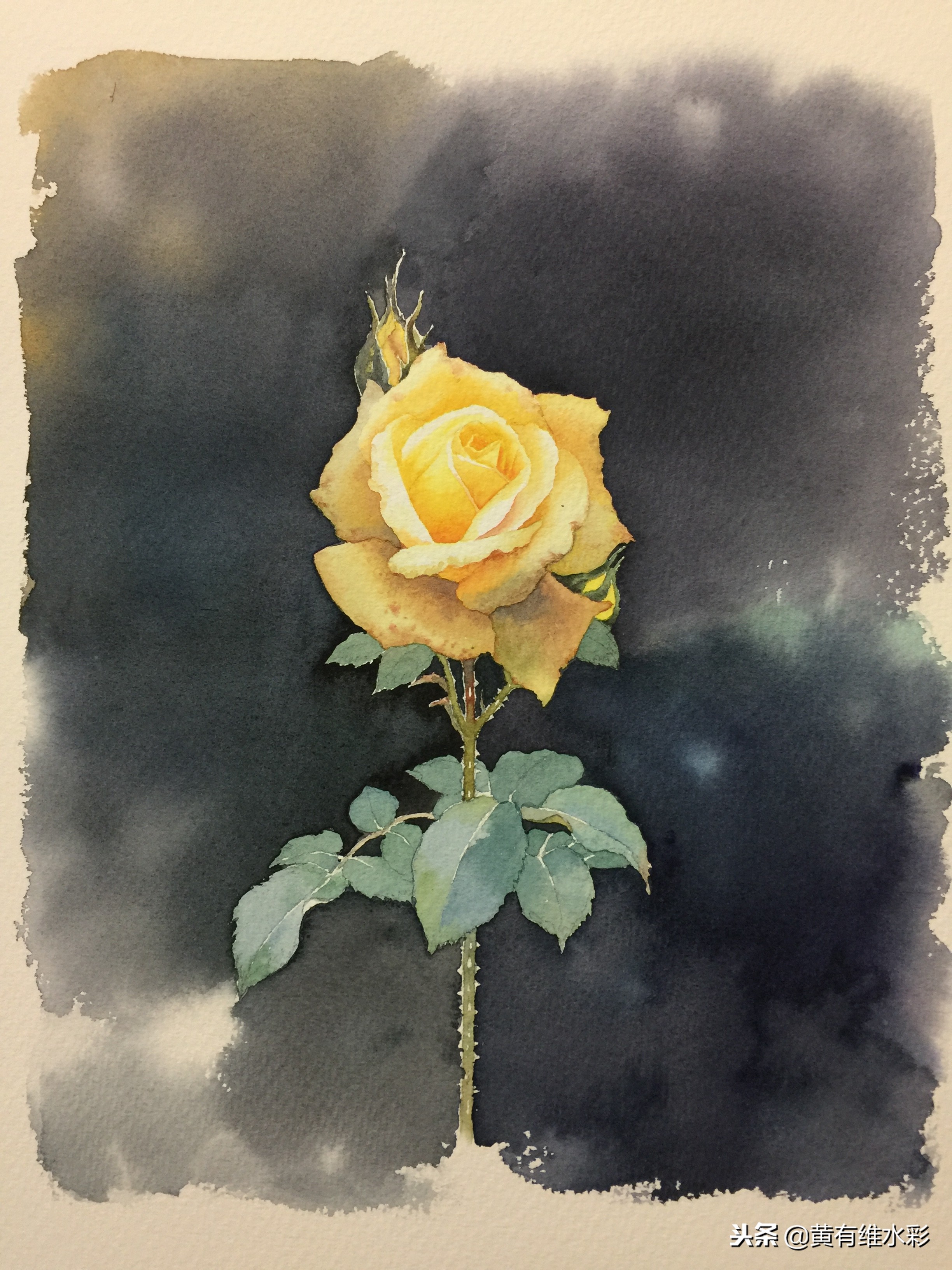 零基础入门水彩的基本画法,黄玫瑰水彩晕染