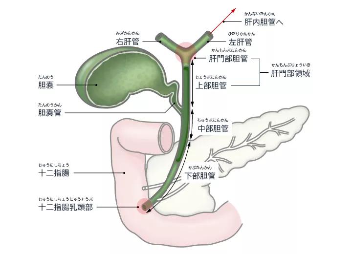 胆道系统解剖生理讲课视频,超声胆道系统的解剖生理