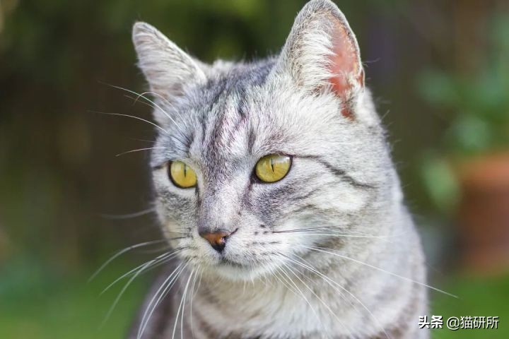 猫咪眼睛不同形态,猫咪的眼睛为什么有各种颜色