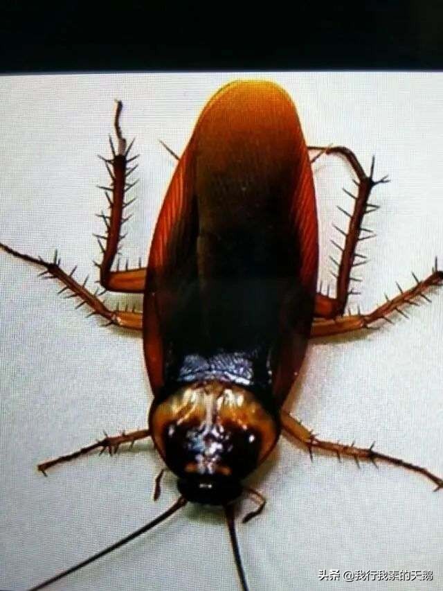 清理家庭蟑螂有效的蟑螂药,不用买蟑螂药轻松搞定烦人的蟑螂