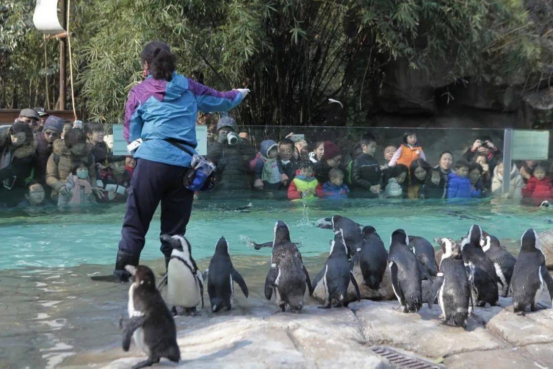 QQ天团复出、大熊猫吃播、亚洲象训练……上海动物园推出多条动物特色游路线