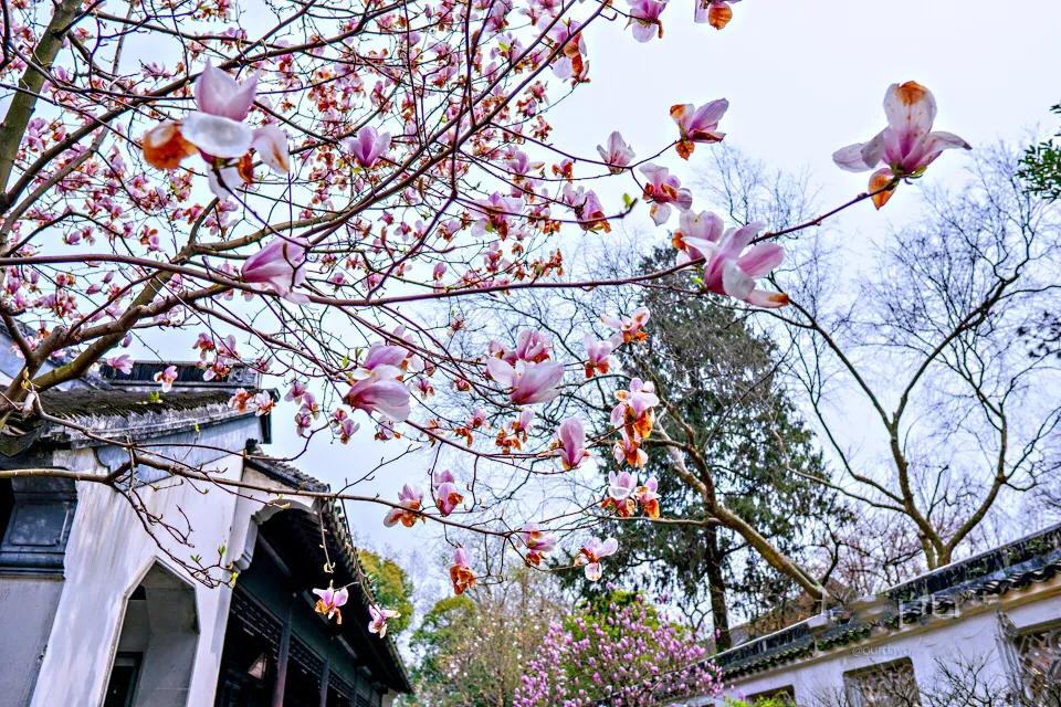 苏州园林四大名园之首,苏州园林拙政园景点介绍