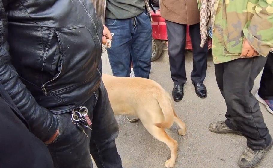 河南：620！百般不舍的拉布拉多易主，大妈泪别：这狗是感情动物