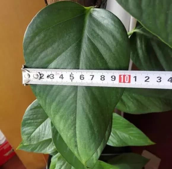 绿萝怎么养才能更旺盛生活小技巧,绿萝冬天怎么养才能更旺盛小妙招