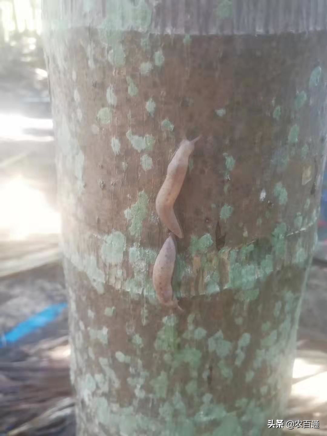 槟榔病虫害管理用药,海南槟榔5月份的病虫害管理