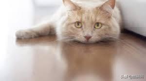 气温骤降猫咪拉软便,预防猫咪应激