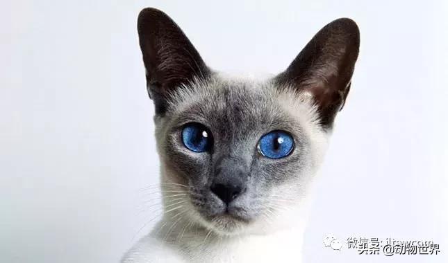 东方的“月亮钻石”-暹罗猫