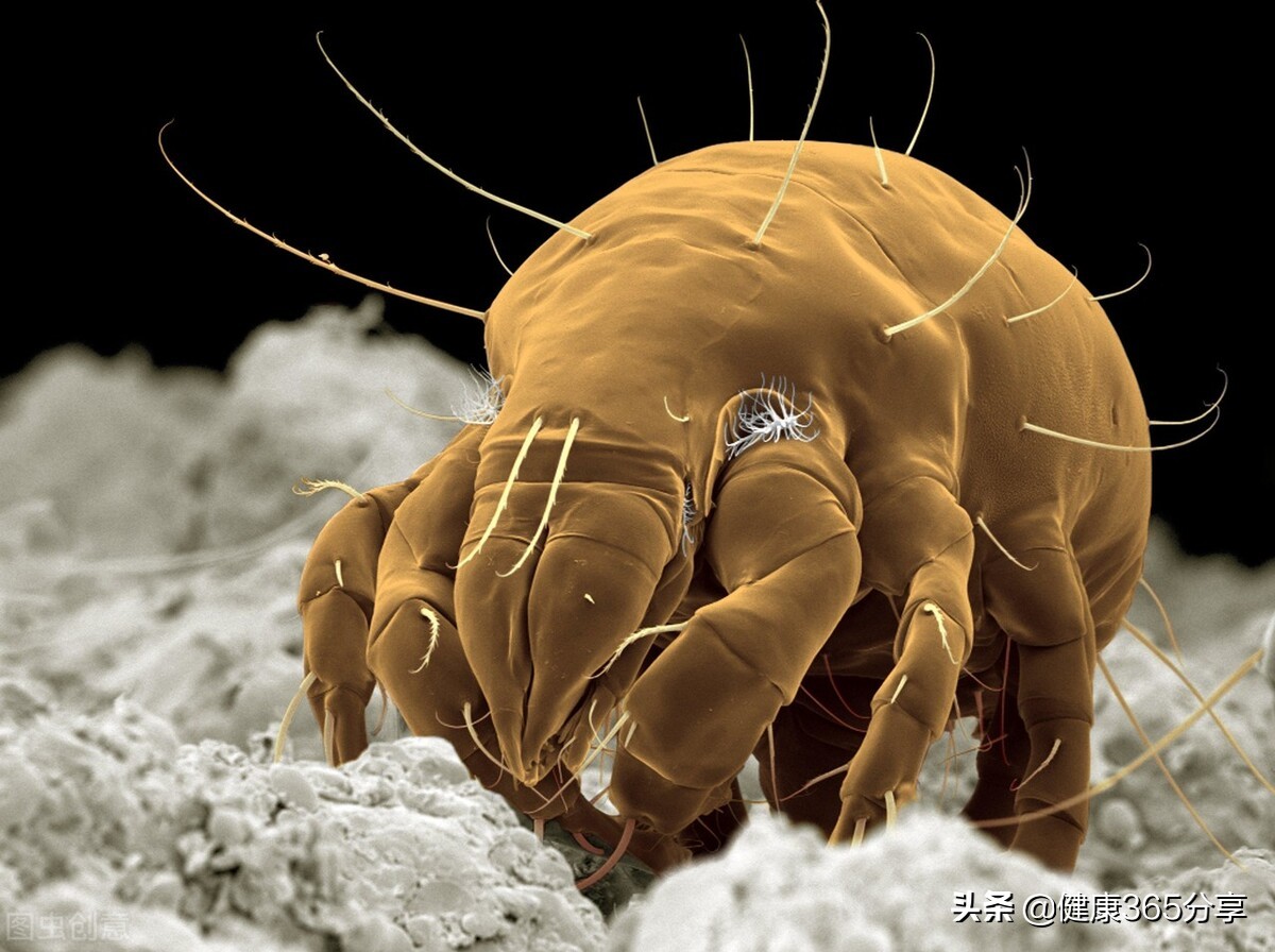 被虫子咬了反反复复怎么办,野外被虫子咬了怎么消肿最快