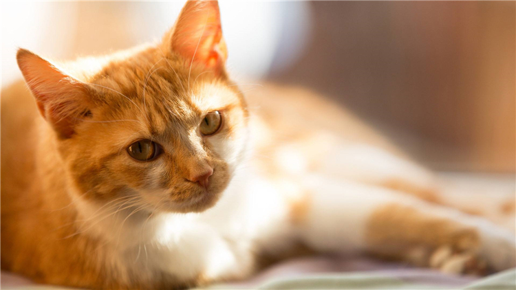 交易猫骗子手段,卖猫诈骗案件