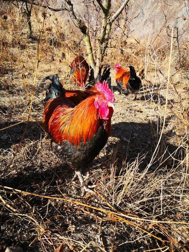 鸡群得了呼吸道可以喷雾用药吗,掌握七种温差鸡群远离呼吸道疾病