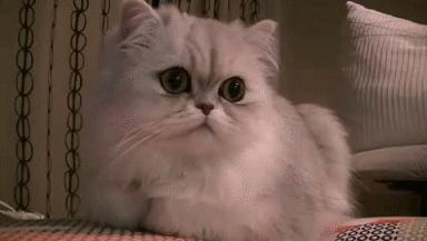 猫咪像打嗝一样一抽一抽的,猫咪有时候打嗝是什么情况