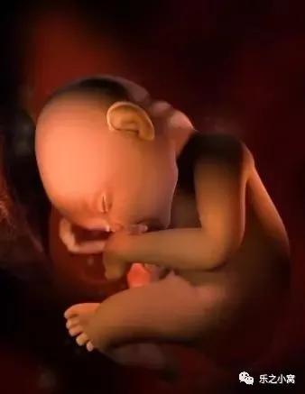 孕期胎儿成长图鉴,孕期胚胎成长图片