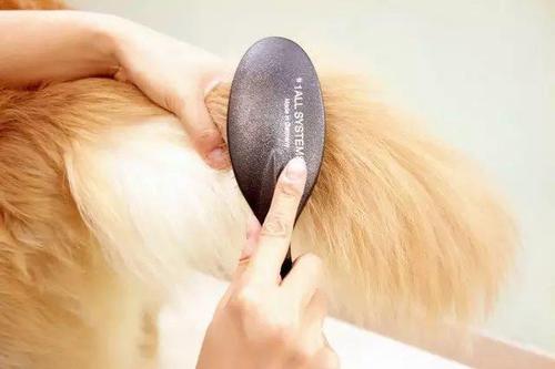 博美犬经常掉毛怎么办？铲屎官了解原因才好对症下药
