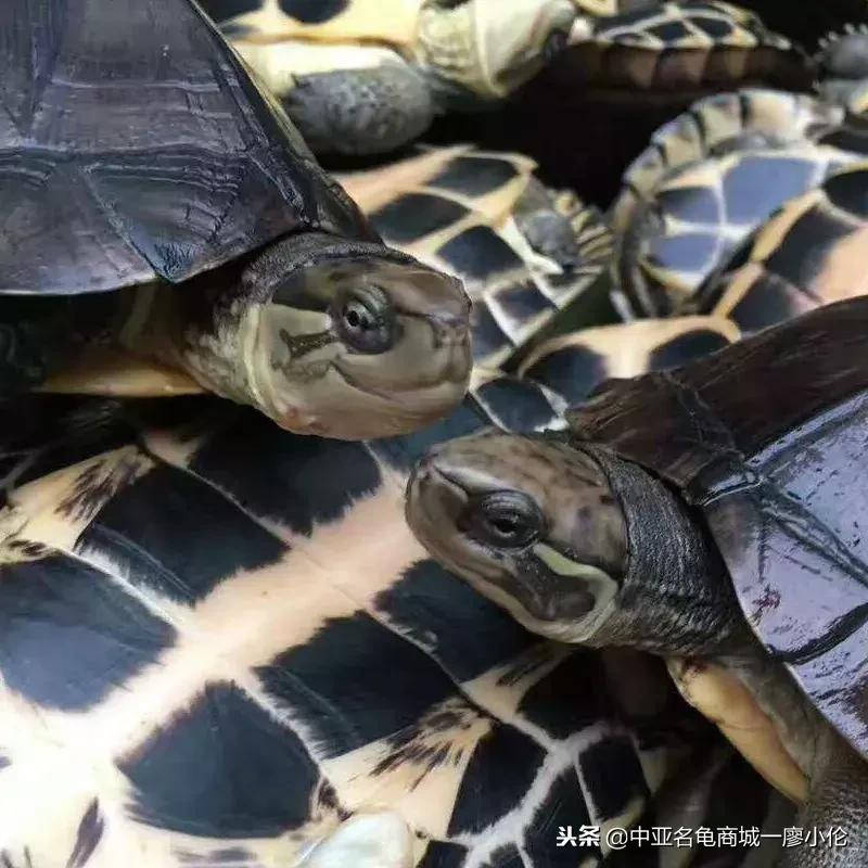 中国养殖市场,中国养殖的发展及现状